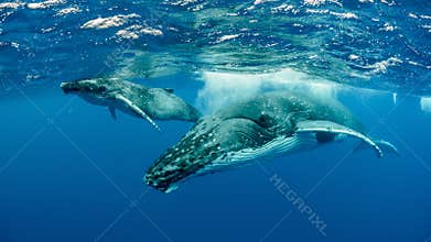 Underwater shot of humpback whales swimming in the Pacific Ocean