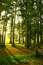 Sunrise Through the Trees