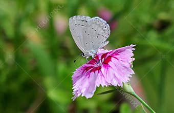 White butterfly