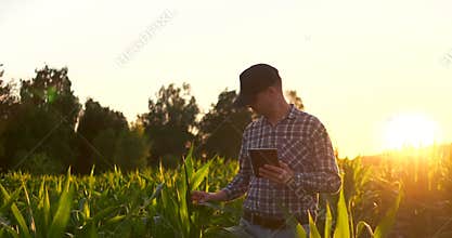 Lens flare: Farmer using digital tablet computer in cultivated soybean crops field, modern technology application in