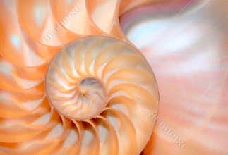 Nautilus shell stock Fibonacci footage video clip turning golden ratio number sequence natural background half slice section