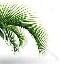 Palm leaves. Green leaf of palm tree on transparent background. Floral background
