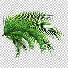 Palm leaves. Green leaf of palm tree on transparent background. Floral background
