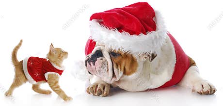 Christmas cat and dog