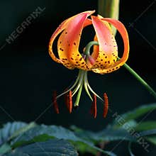 Turkish Cap Lily  In The Smoky Mountains