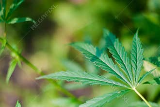 Green cannabis Bush with large marijuana leaves with hemp seeds. Cultivation of cannabis for the production of CBD oil, cream, for