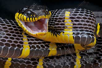 Attacking mangrove snake