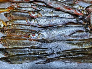 Closeup of little fish on ice