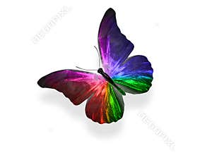 butterfly isolated on white background. wings with purple, blue, green, red
