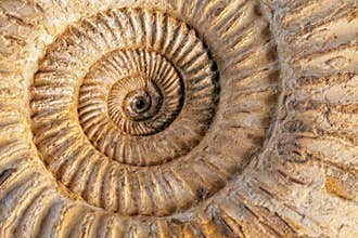 Ammonite closeup