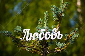 Russian language, the word Love cut out of white plastic. Park, blue spruce. Summer