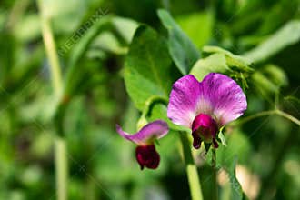 Close-up sideview of blooming pea flower, pisum sativum