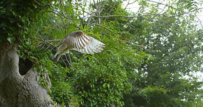 Barn owl, tyto alba, adult in flight, taking off, Normandy, Slow Motion