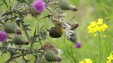 Green bird eating from a flower