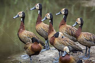 White faced Whistling-Duck in Kruger National park, South Africa