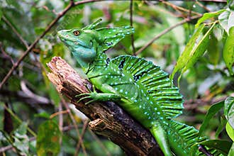 Green Basilisk Lizard, Costa Rica wildlife.