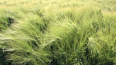 Field with young wheat waving in the wind.