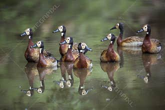 White faced Whistling-Duck in Kruger National park, South Africah