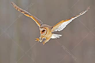 Eagle owl flying in the forest. Huge owl with open wings in habitat with trees. Beautiful bird with orange eyes.