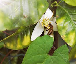 Bee on a citrus flower