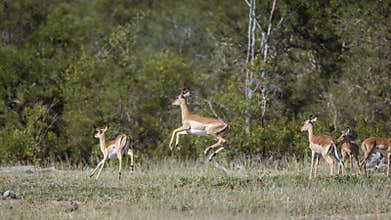 Common Impala in Kruger National park, South Africa