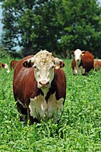 Beef cattle