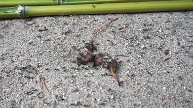 Busy ants at nest entrance