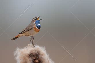 Bluethroat singing