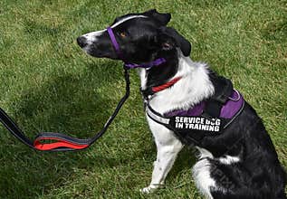 Service dog in training