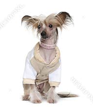 Chinese Crested Dog dressed up, 1 year old