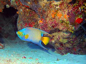 A Queen Angelfish Surveys the Coral Reef