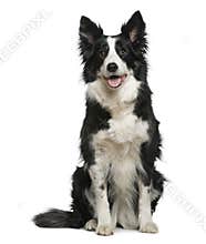 Border Collie, 10 years old, sitting