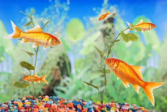 Fish tank with goldfish
