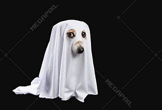 Ghost on black background. Halloween carnaval party