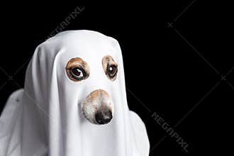 Halloween dog ghost. intent stare. Black background