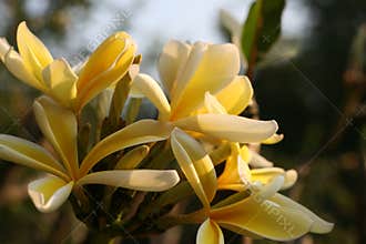 African frangipani blooming