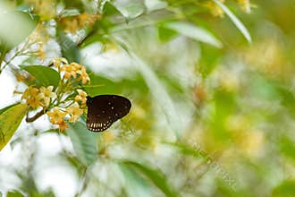 Butterfly flying on the flower nature in the rays of sunlight in summer in the spring