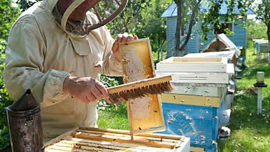 Beekeeper on apiary. Beekeeper is working with bees and beehives on the apiary