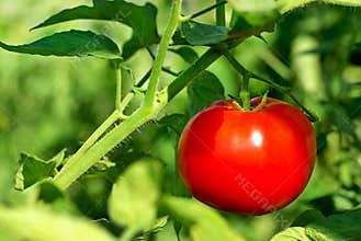 Red tomato on plant.