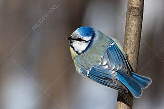 Blue tit, Parus caeruleus