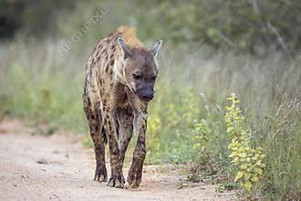 Spotted hyaena in Kruger National park, South Africa