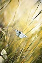 The Small White butterfly.