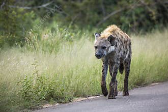 Spotted hyaena in Kruger National park, South Africa