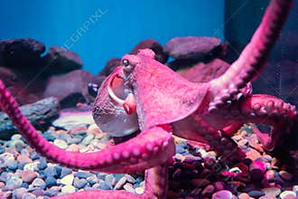 Red giant octopus sleeping in aquarium