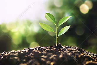 eco earth day concept. tree growing in nature with morning light
