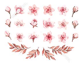 Spring watercolor illustration. Sakura bloom. Cherry. Botanical pink flowers and branches. Floral blossom elements. Perfect for