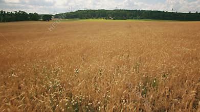 Field of crops growing on farm
