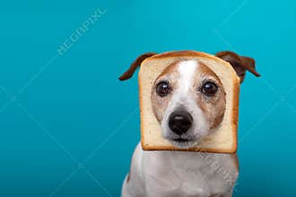 Cute dog wearing slice bread in head