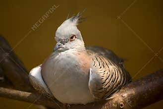 High-bred pigeon