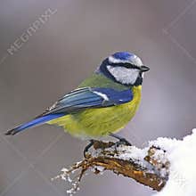 Blue tit on snowy trunk